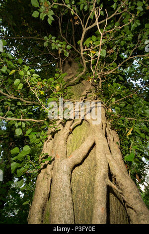 Forte croissance de lierre, Hedera helix, escalade, un frêne Fraxinus excelsior, dans les forêts. North West Lancashire England UK GB. Banque D'Images