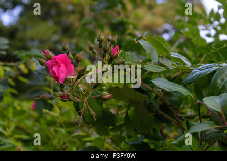 Ouvert en partie simple rose vif rose pétale de fleur entouré de bourgeons et feuilles vertes non ouvert Banque D'Images