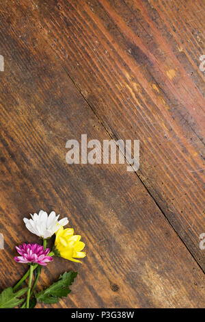 Trois chrysanthèmes disposés comme un droit naturel sur fond de bois de rose et de blanc avec des fleurs jaune - image with copy space Banque D'Images