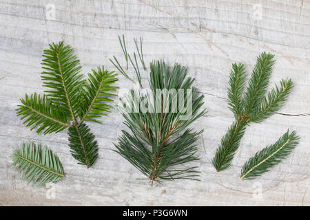 Vergleich Fichte (rechts), Weißtanne (liens), Bergkiefer (Mitte). Gewöhnliche Fichte, Fichte, Rot-Fichte, Rotfichte, Picea abies, Epicéa commun, Spruc Banque D'Images