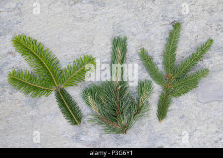 Vergleich Fichte (rechts), Weißtanne (liens), Bergkiefer (Mitte). Gewöhnliche Fichte, Fichte, Rot-Fichte, Rotfichte, Picea abies, Epicéa commun, Spruc Banque D'Images