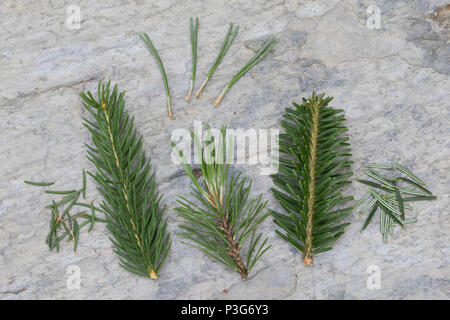 Vergleich Fichte (liens), Weißtanne (rechts), Bergkiefer (Mitte). Gewöhnliche Fichte, Fichte, Rot-Fichte, Rotfichte, Picea abies, Epicéa commun, Spruc Banque D'Images