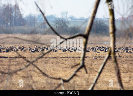 Troupeau d'oies cendrées reposant sur des champs de la Pologne en route vers le nord au printemps - direction générale sans feuilles au premier plan Banque D'Images