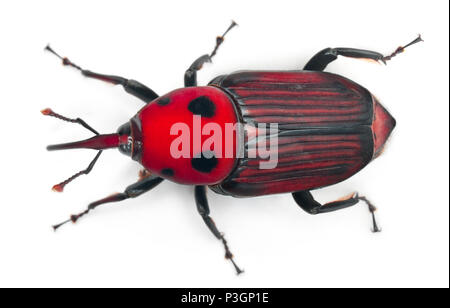 Femme charançon rouge des palmiers Rhynchophorus ferrugineus, 3, in front of white background Banque D'Images