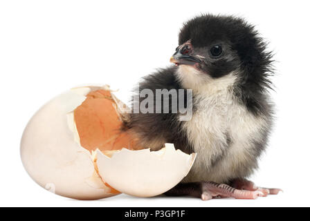 Chick, Gallus gallus domesticus, 8 heures, debout à côté de son propre ovule in front of white background Banque D'Images