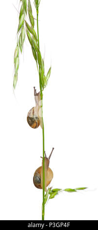 Deux escargots de jardin blanc ou Méditerranéen, escargot Theba pisana, in front of white background Banque D'Images