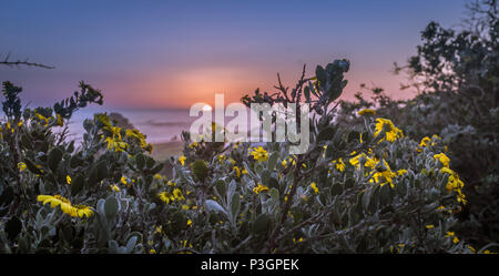 Coucher de soleil sur couverture fleur jaune Banque D'Images