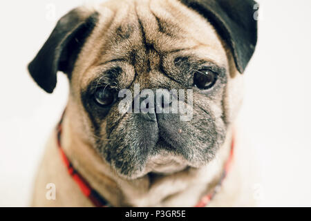 Portrait d'un pug close-up sur fond blanc Banque D'Images