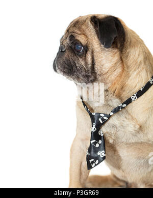 Pug dog en cravate sur fond isolé blanc Banque D'Images