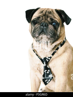 Pug dog en cravate sur fond isolé blanc Banque D'Images