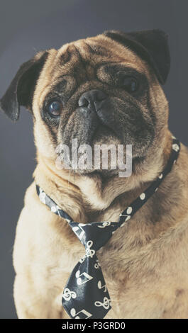 Portrait of pug dans une cravate sur fond noir Banque D'Images