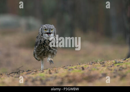 Grand Duc hibou / Virginia-Uhu / Tiger ( Bubo virginianus ) marcher, courir sur le sol dans une forêt de pins, l'appelant, l'air fâché, drôle bof Banque D'Images