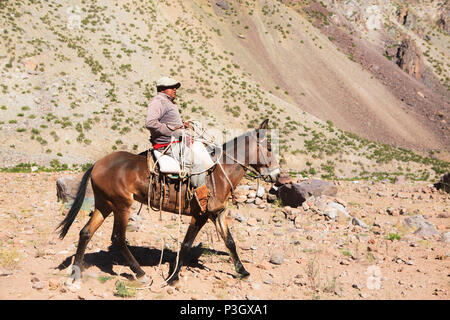 L'Argentine cowboys superviser la mule de fournitures le long sentier pour camp de base sur l'Aconcagua, Mendoza, Argentine Banque D'Images