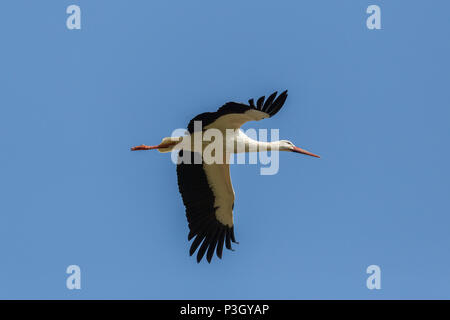 Naturel portrait cigogne blanche (Ciconia ciconia) en vol, ailes propagation Banque D'Images