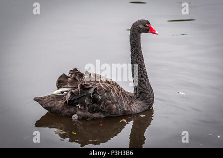 Black Swan. Oiseau. Animal Banque D'Images