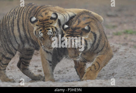 La société Shenyang Blower, la société Shenyang Blower, la Chine. 18 Juin, 2018. Shenyang, Chine du 18e Juin 2018 : tigres de Sibérie peut être vu à Shenyang, Liaoning Province du nord-est de la Chine. Crédit : SIPA Asie/ZUMA/Alamy Fil Live News Banque D'Images