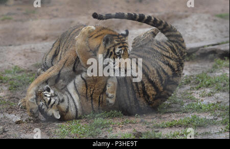 La société Shenyang Blower, la société Shenyang Blower, la Chine. 18 Juin, 2018. Shenyang, Chine du 18e Juin 2018 : tigres de Sibérie peut être vu à Shenyang, Liaoning Province du nord-est de la Chine. Crédit : SIPA Asie/ZUMA/Alamy Fil Live News Banque D'Images