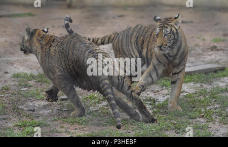 La société Shenyang Blower, la société Shenyang Blower, la Chine. 18 Juin, 2018. Shenyang, Chine du 18e Juin 2018 : tigres de Sibérie peut être vu à Shenyang, Liaoning Province du nord-est de la Chine. Crédit : SIPA Asie/ZUMA/Alamy Fil Live News Banque D'Images