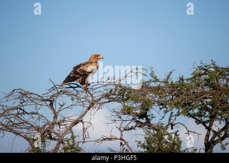 Aigle ravisseur Aquila rapax en profil sur le haut d'un arbre dans le sud de la brousse africaine Banque D'Images