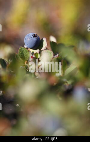 Gros plan d'une myrtille ou myrtille de tourbière, Vaccinium uliginosum, en été sur la toundra, près d'Arviat Nunavut Banque D'Images