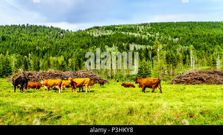 Le pâturage du bétail dans les prairies alpines le long Heffley-Louis Creek Road entre Whitecroft et Barierre dans les Shuswap Highlands of British Columbia, Canada Banque D'Images