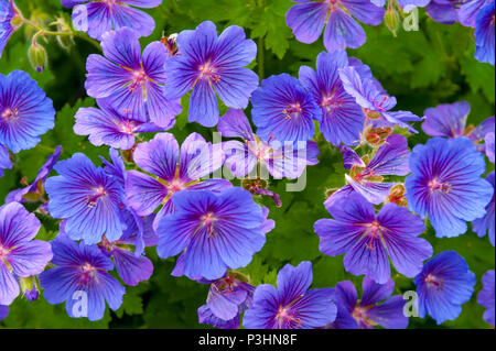 Lincolnshire, Angleterre Royaume-uni - UN géranium (Geranium pratense) et en pleine croissance, en pleine floraison dans un chalet jardin Banque D'Images