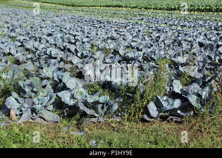 Ce sont certaines des fermes situées sur la Route des vins dans la région des lacs Finger Banque D'Images