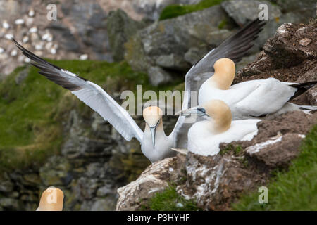 Fou de Bassan (Morus bassanus) atterrit sur la falaise la niche en colonie de reproduction des oiseaux au printemps en Banque D'Images