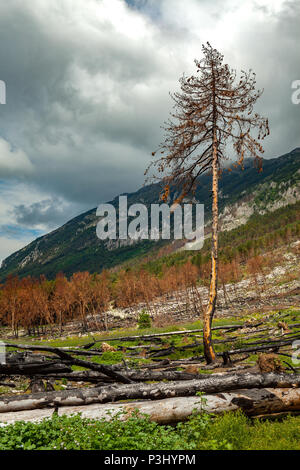 forêts brûlées Banque D'Images