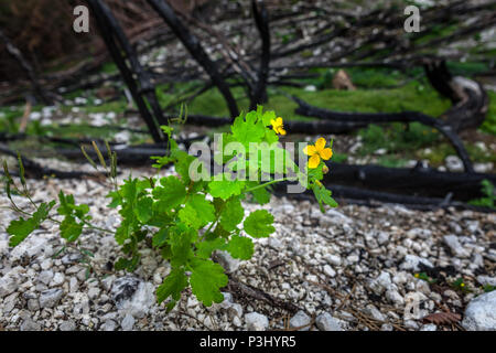 Chelidonium majus, nouvelle vie dans la forêt brûlée Banque D'Images