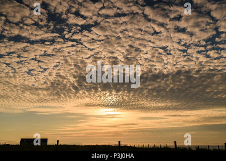 L'Altocumulus Stratiformis de moyenne altitude nuages à coucher du soleil sur les Pentland Firth, Caithness, en Écosse. 29 Mai 2018 Banque D'Images