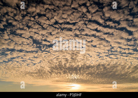 L'Altocumulus Stratiformis de moyenne altitude nuages à coucher du soleil sur les Pentland Firth, Caithness, en Écosse. 29 Mai 2018 Banque D'Images