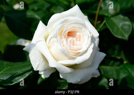 Rosa Pascali entièrement fleur double blanc bloom hybrid tea Banque D'Images