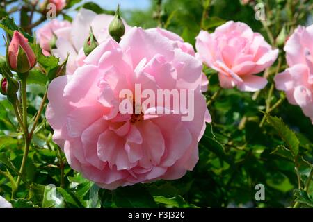 Rosa heureuse retraite rose doux parfum délicat rose tantoras Banque D'Images