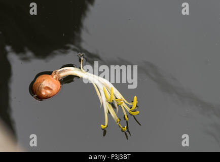 Oignons à fleurs flottant dans l'eau Banque D'Images