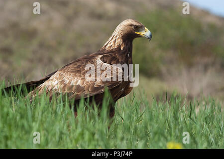 L'aigle royal (Aquila chrysaetos), portrait Banque D'Images