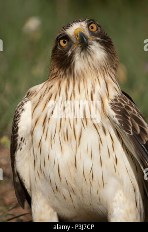 Aigle peint pâle, morph, Aquila pennata, portrait Banque D'Images