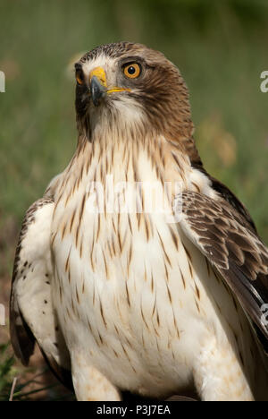 Aigle peint pâle, morph, Aquila pennata, portrait Banque D'Images