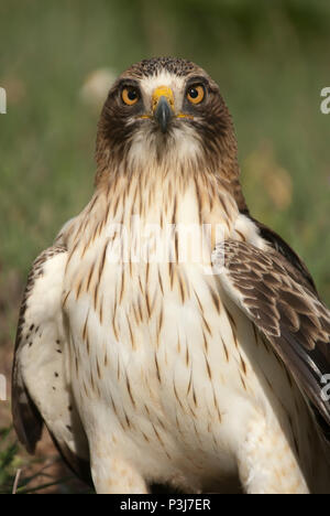 Aigle peint pâle, morph, Aquila pennata, portrait Banque D'Images