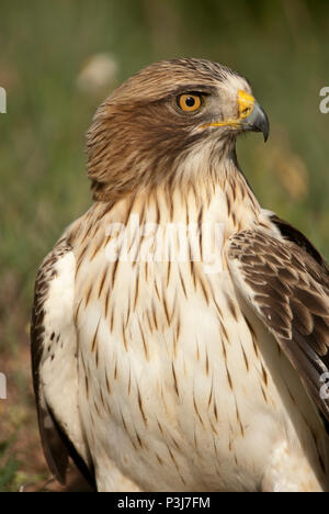 Aigle peint pâle, morph, Aquila pennata, portrait Banque D'Images