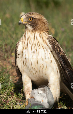 Aigle peint pâle, morph, Aquila pennata, portrait avec les proies, pigeon Banque D'Images