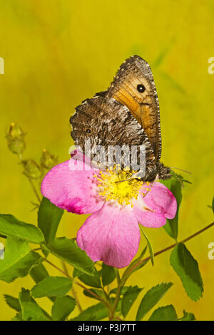 Portrait d'un homme grand papillon de l'Arctique, Oeneis nevadensis, reposant sur une rose sauvage dans les montagnes Cascades de fleurs sauvages de l'Oregon central. Banque D'Images