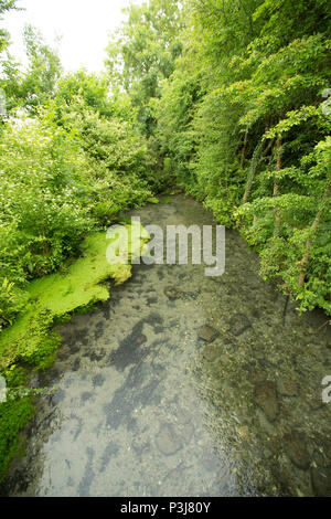 L'eau Shreen chalkstream en dessous de la petite ville de simple dans le Wiltshire UK. Shreen l'eau est un affluent de la rivière Stour Dorset et il rejoint le Dorset S Banque D'Images