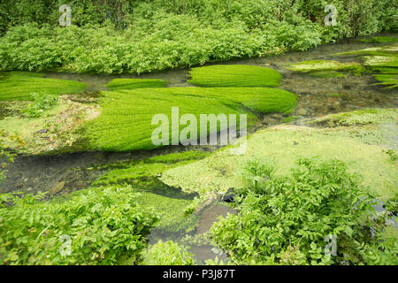 L'eau Shreen chalkstream en dessous de la petite ville de simple dans le Wiltshire UK. Shreen l'eau est un affluent de la rivière Stour Dorset et il rejoint le Dorset S Banque D'Images