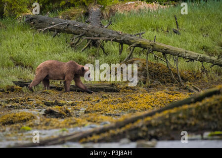 Ours brun, l'ours grizzli (Ursus arctos) dans le sanctuaire de Grizzlis Khutzeymateen, British Columbia, Canada Banque D'Images