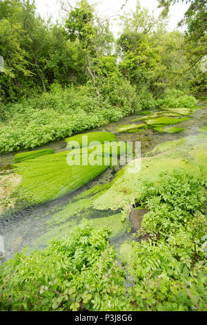 L'eau Shreen chalkstream en dessous de la petite ville de simple dans le Wiltshire UK. Shreen l'eau est un affluent de la rivière Stour Dorset et il rejoint le Dorset S Banque D'Images