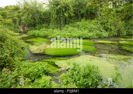 L'eau Shreen chalkstream en dessous de la petite ville de simple dans le Wiltshire UK. Shreen l'eau est un affluent de la rivière Stour Dorset et il rejoint le Dorset S Banque D'Images