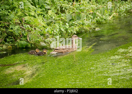 Une femme, ou de la poule, le canard colvert, Anas platyrhynchos, avec deux Shreen chalkstream canetons sur l'eau en dessous de la petite ville de simple dans le Wiltshire. Le lse bankside house Banque D'Images