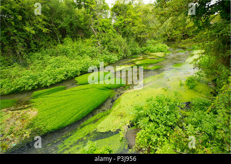 L'eau Shreen chalkstream en dessous de la petite ville de simple dans le Wiltshire UK. Shreen l'eau est un affluent de la rivière Stour Dorset et il rejoint le Dorset S Banque D'Images