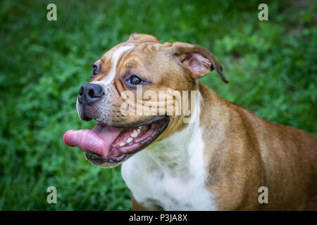 Leavitt Bulldog - 5 mois mâle chiot assis sur un pré Banque D'Images